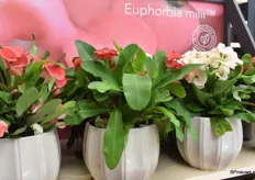 De Euphorbia Milii Series. Normaal gesproken is dit een kleinbloemige serie maar er zij nu 3 kleuren grootbloemige Euphorbia’s aan toegevoegd.